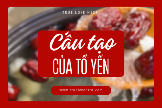 Cùng khám phá cấu tạo của tổ yến